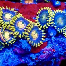 WYSIWYG  Zoanthid Frag C62
