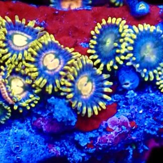 WYSIWYG  Zoanthid Frag C62