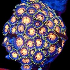 WYSIWYG  Zoanthid Frag C64