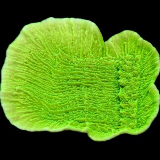 WYSIWYG 18K Toxic Lime Plating Montipora Frag Extra Large