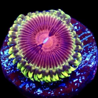 WYSIWY 32B Pirates Blood Zoanthid Frag