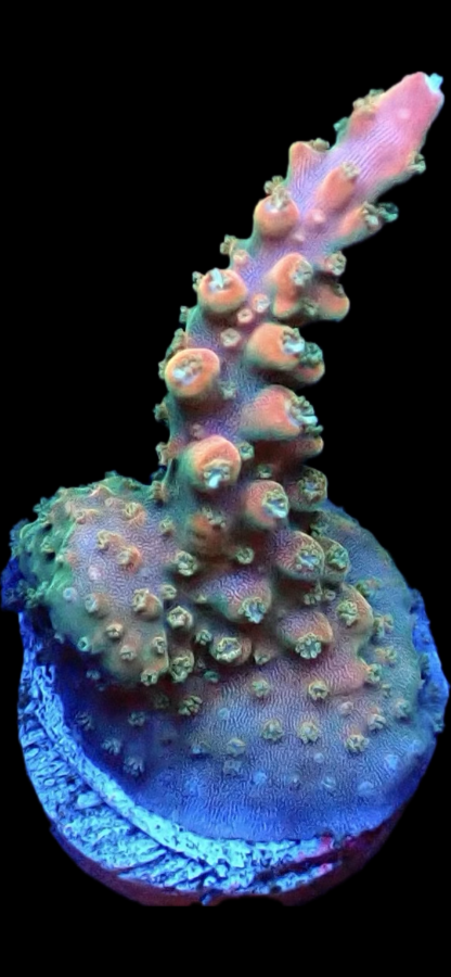WYSIWYG 19D Acropora Frag