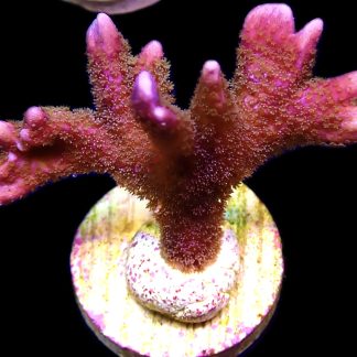 WYSIWYG 13H Bali Purple Montipora Digitata Frag Large