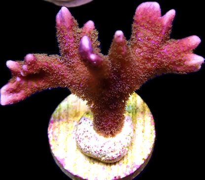 WYSIWYG 13H Bali Purple Montipora Digitata Frag Large