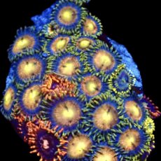 WYSIWYG  Zoanthid Frag C60