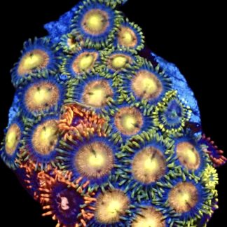 WYSIWYG  Zoanthid Frag C60