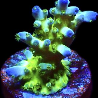 WYSIWYG 12G Violet Venom Acropora Frag
