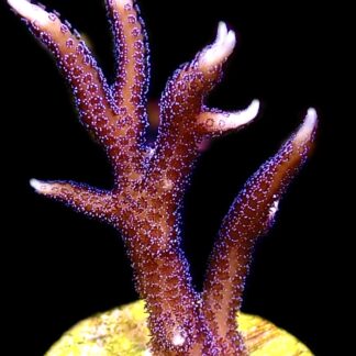 WYSIWYG 25D Pink Seriatopora Hysterix Frag