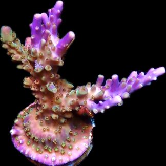 WYSIWYG 19i Magic Magenta Acropora Frag Extra Large