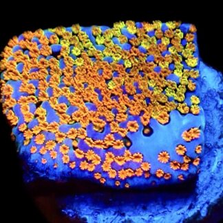 WYSIWYG 23A Rainbow Montipora