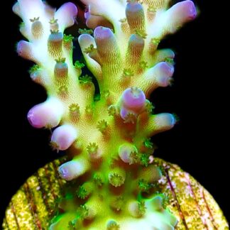 WYSIWYG 13i Violet Venom Acropora Frag Large