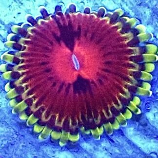WYSIWY 32E Pirates Blood Zoanthid Frag