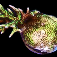 WYSIWYG 9J Limeberry Hysterix Large