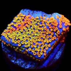 WYSIWYG 13B Rainbow Montipora