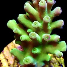 WYSIWYG 13H Pink Apple Acropora