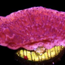 WYSIWYG 10F Purple Plating Montipora Frag
