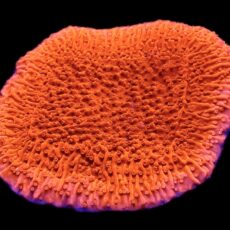 WYSIWYG 8F Bright Orange Plating Montipora Frag Extra Large