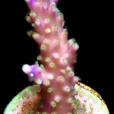 WYSIWYG 26C Purple Acropora Nana Frag Large
