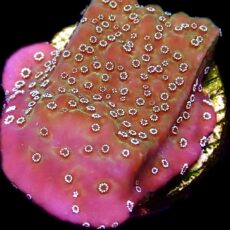 WYSIWYG 33C Montipora Undata Frag