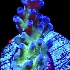 WYSIWYG M21 Electric Miyagi Tort Acropora Frag