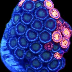 WYSIWYG  Zoanthid Frag C62