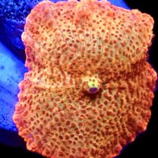 WYSIWYG 32F Golden Idol Mushroom