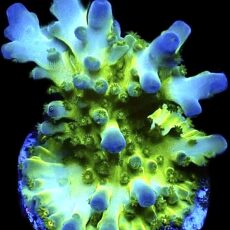 WYSIWYG 12G Violet Venom Acropora Frag
