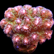 WYSIWYG 16J Amethyst Gem Pocillopora Colony