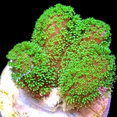 WYSIWYG 18A Neon Fluorescent Stylophora Frag