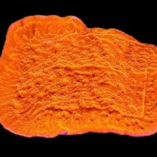 WYSIWYG 16C Bright Orange Plating Montipora Frag Extra Large