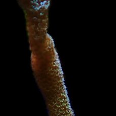 WYSIWYG M16 Lemon/Lime Montipora Digitata Extra Large