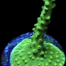 WYSIWYG 20D Joker Acropora Frag