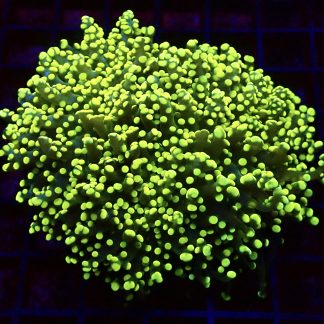 WYSIWYG Yellow Frogspawn Colony