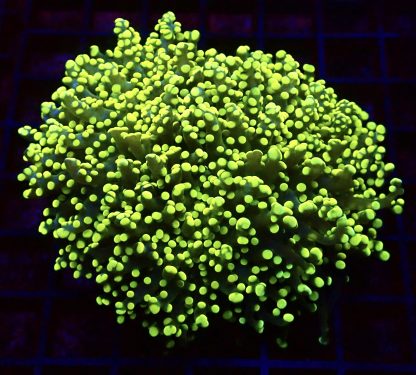 WYSIWYG Yellow Frogspawn Colony