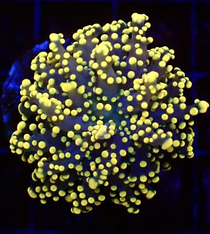WYSIWYG T1 Branching Orange Frogspawn