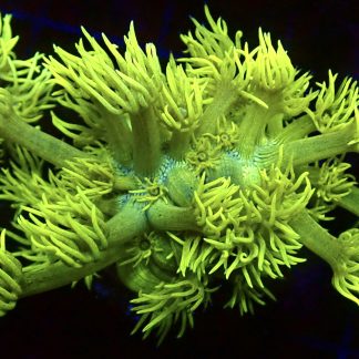 WYSIWYG T1 Highlighter Goniopora Frag (25+ Polyps)