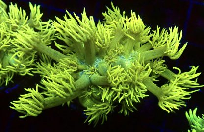 WYSIWYG T1 Highlighter Goniopora Frag (25+ Polyps)