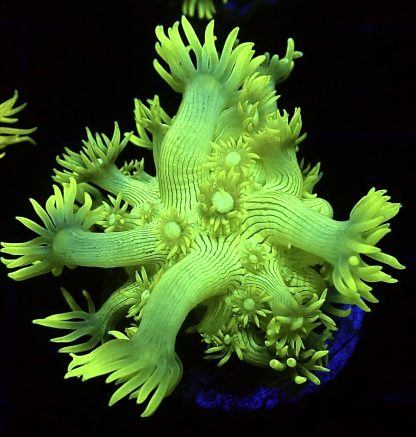 WYSIWYG T1 Ultra Lemon/Lime Goniopora Frag