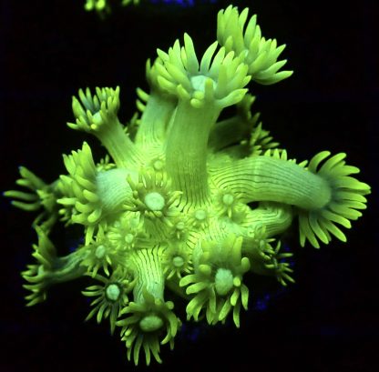 WYSIWYG T2 Ultra Lemon/Lime Goniopora Frag