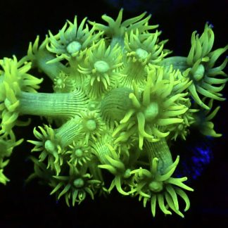 WYSIWYG T3 Ultra Lemon/Lime Goniopora Frag