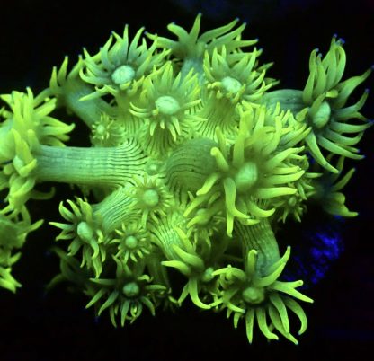 WYSIWYG T3 Ultra Lemon/Lime Goniopora Frag