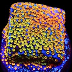 WYSIWYG 9A Rainbow Montipora