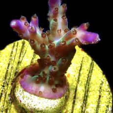 WYSIWYG 9C Pearlberry Acropora Frag
