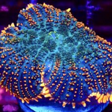 Flaming Abyss Rhodactis Mushroom
