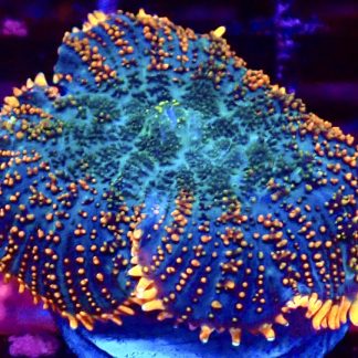 Flaming Abyss Rhodactis Mushroom