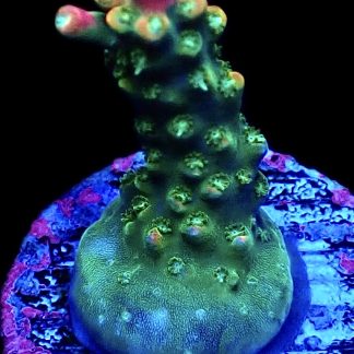 WYSIWYG 25H M.O.C. Bubblebath Unicorn Acropora Frag