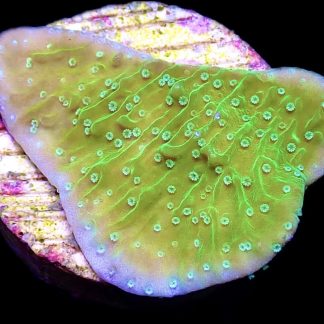 WYSIWYG 9C Pink Rim Emerald Plating Montipora