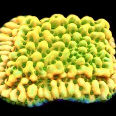 WYSIWYG 10E Kung Pao Montipora Frag Extra Large