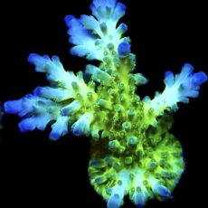 WYSIWYG 11H Violet Venom Acropora Frag Large