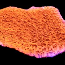 WYSIWYG 8C Orange Plating Montipora Frag